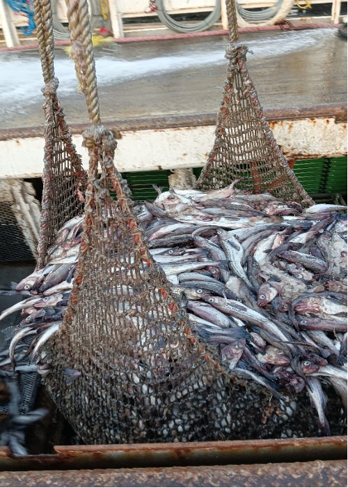 スケトウダラの水揚げ