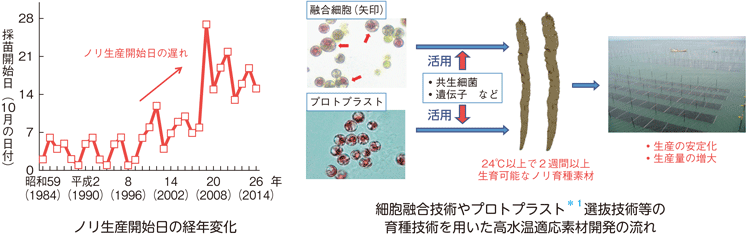 図3-1-11 ノリ養殖における秋季高水温の影響評価と適応計画に基づく取組事例