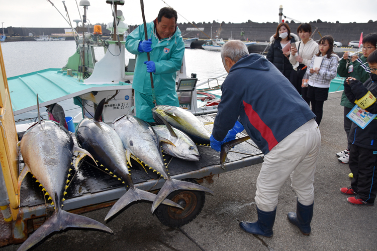 キハダの水揚げの写真