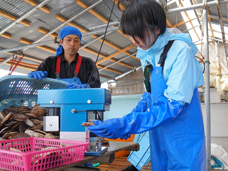 ホタテの耳への穴開け作業（耳つり）の写真