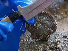 ホタテの付着物の除去作業の写真