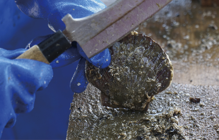 ホタテの付着物の除去作業の写真