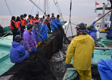 漁業現場体験の写真