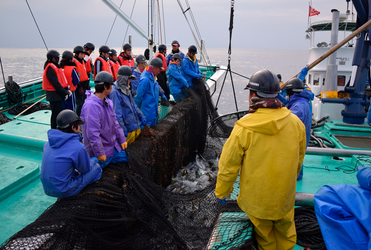 漁業現場体験の写真