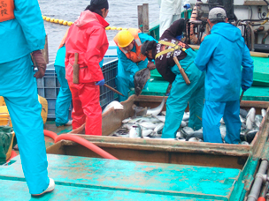 定置網漁業実習の様子の写真