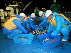 通定置株式会社における定置網漁業就業体験の写真2