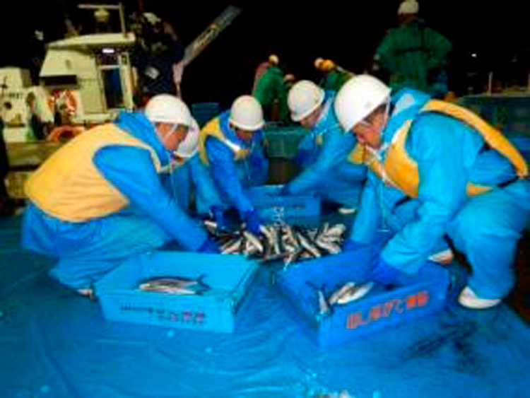 通定置株式会社における定置網漁業就業体験の写真2