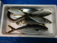 通定置株式会社における定置網漁業就業体験の写真3