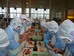 サバを加工する生徒の写真