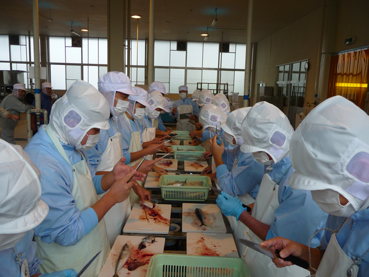 サバを加工する生徒の写真