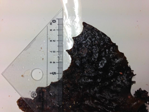 イスズミ飼育実験で得られた摂餌痕（アントクメ）の写真