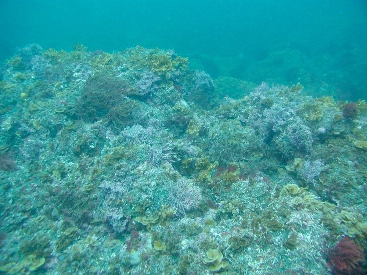 磯焼け（伊豆大島 泉浜）の写真