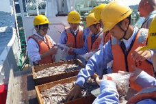底びき網漁業の魚の選別の写真