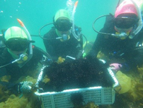 ウニの駆除の写真