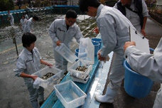 ホンモロコの出荷準備の写真