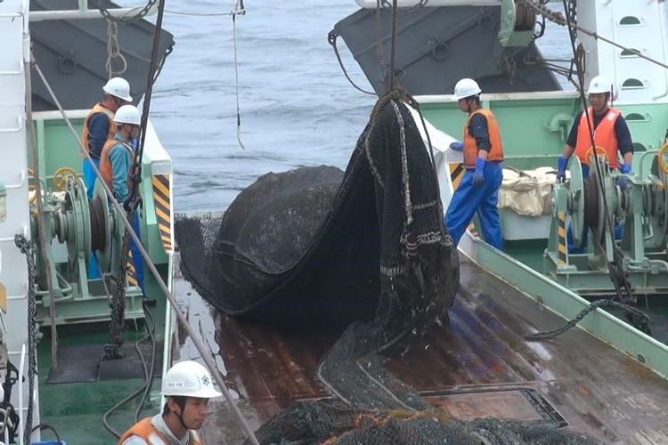 海洋調査の写真