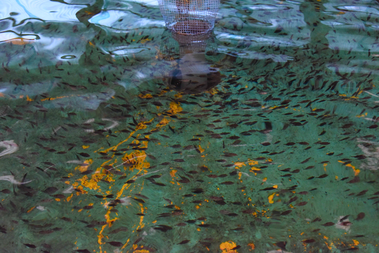 カワハギの稚魚