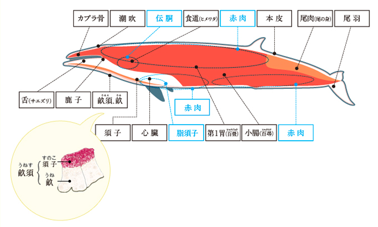 鯨製品の部位
