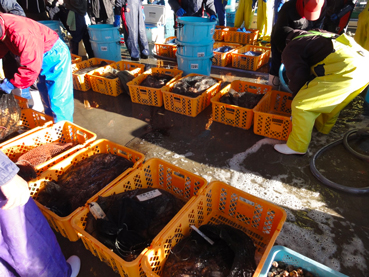 監視活動により発見された漂着船（小泊地区）の写真