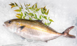 「須崎勘八」（写真提供：野見漁業協同組合）