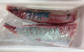 消費者に届くロイン加工されたカンパチ（写真提供：野見漁業協同組合）