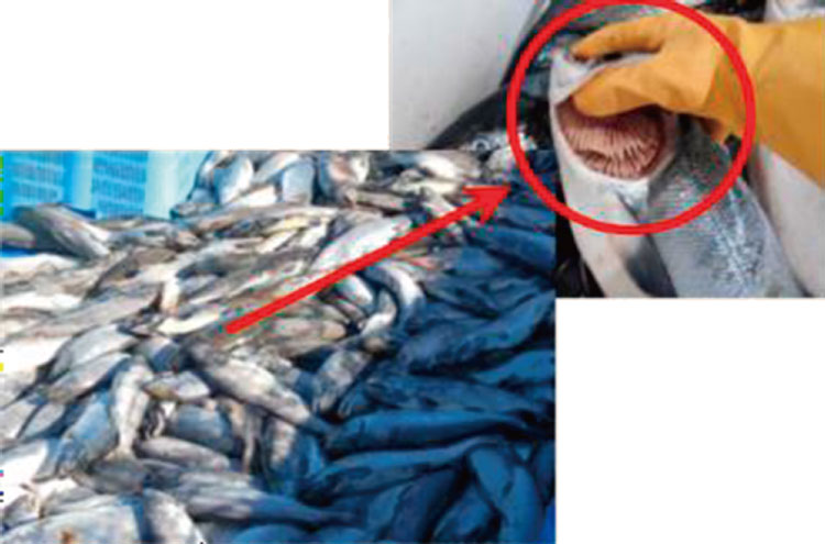 えらが白くなっており、酸欠で死亡したと推測されるサケ