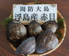 周防大島浮島産赤貝