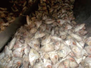 アカムツの頭部（原材料）