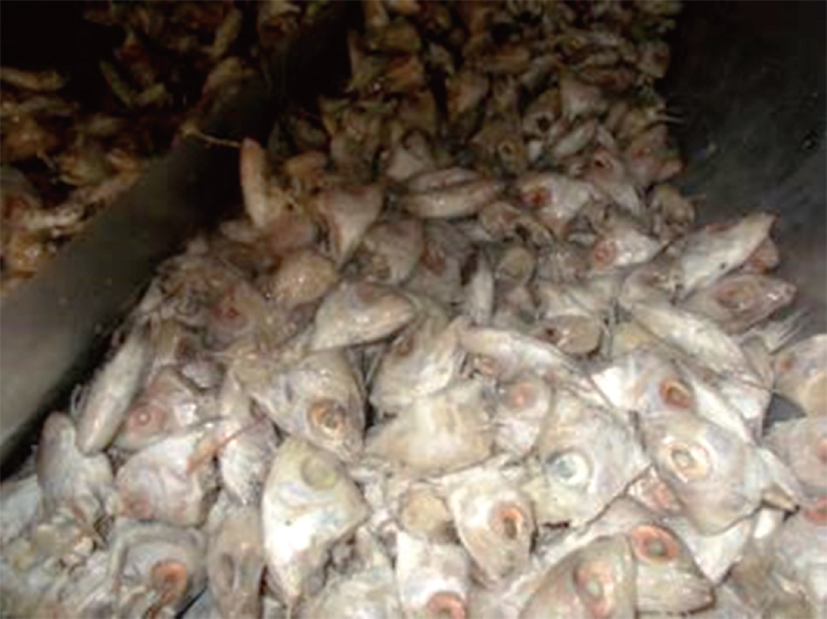 アカムツの頭部（原材料）