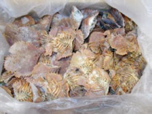 ウチワエビの殻（原材料）