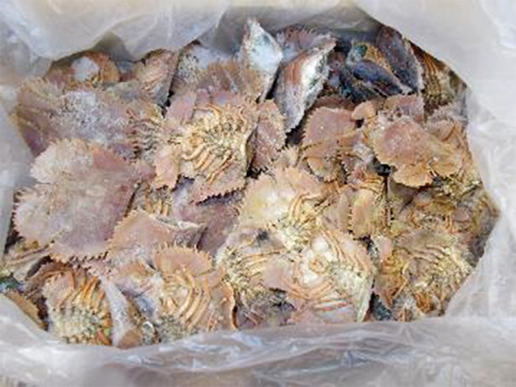 ウチワエビの殻（原材料）