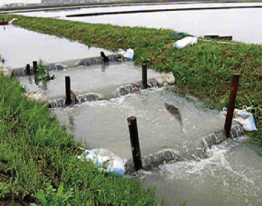 魚のゆりかご水田プロジェクトで整備された魚道を遡上するフナ