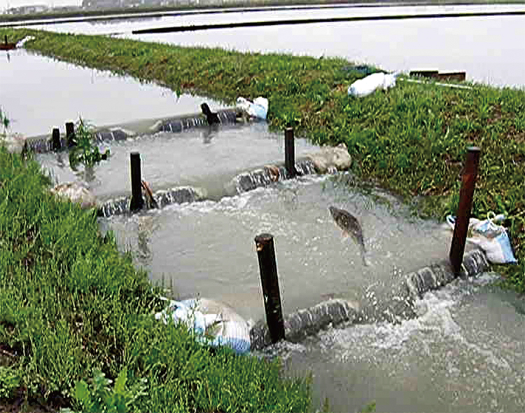 魚のゆりかご水田プロジェクトで整備された魚道を遡上するフナ