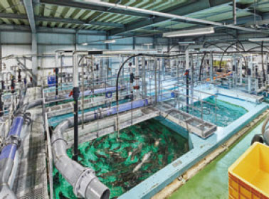 陸上養殖施設で生産されるサーモン（写真提供：株式会社FRDジャパン）