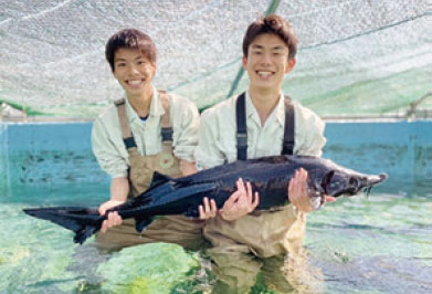 同校で養殖されているチョウザメ