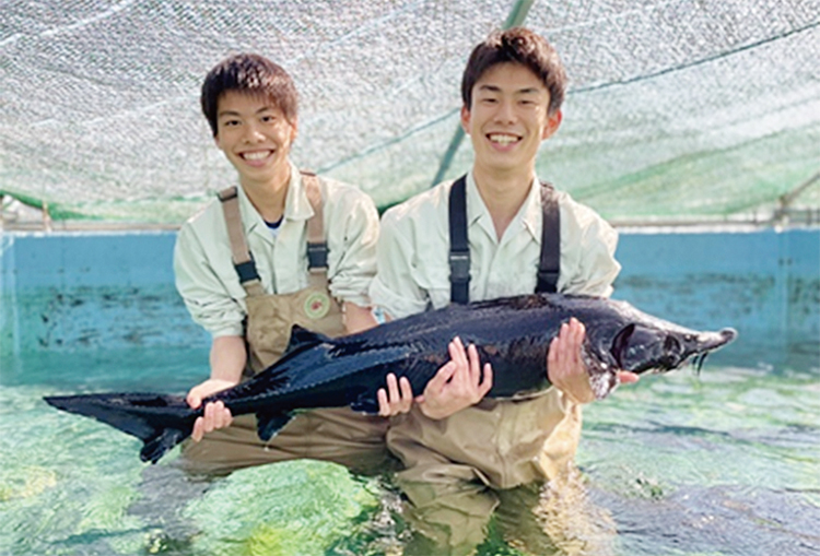 同校で養殖されているチョウザメ