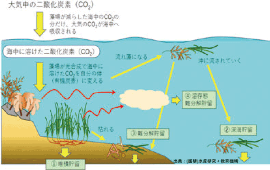藻場によるブルーカーボンの長期貯留プロセス
