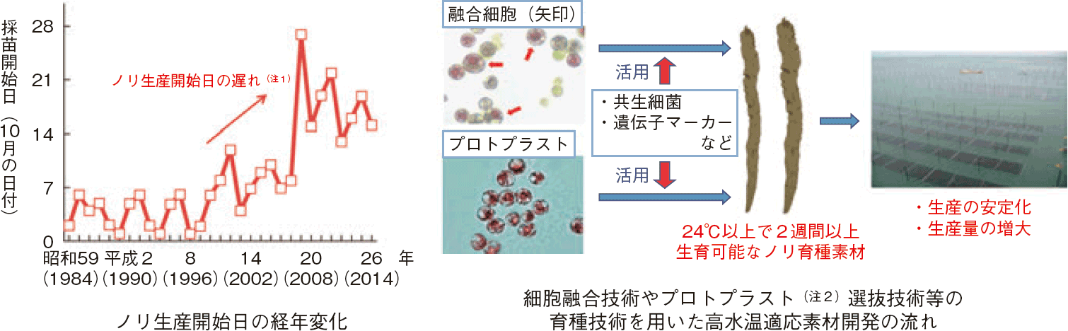 図表3-24 ノリ養殖における秋季高水温の影響評価と適応計画に基づく取組事例