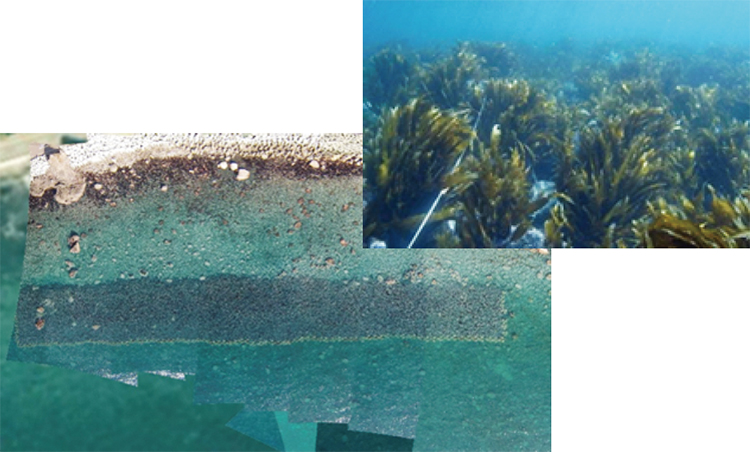造成後に海藻類が繁茂している状況（黒い部分）
