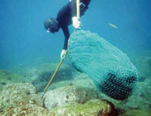 藻場の保全（ウニの駆除）