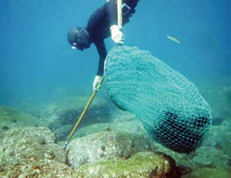 藻場の保全（ウニの駆除）