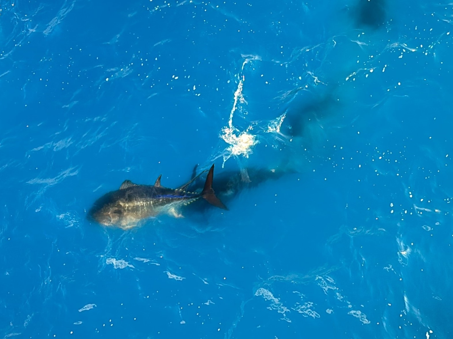 撮影されたクロマグロ産卵行動