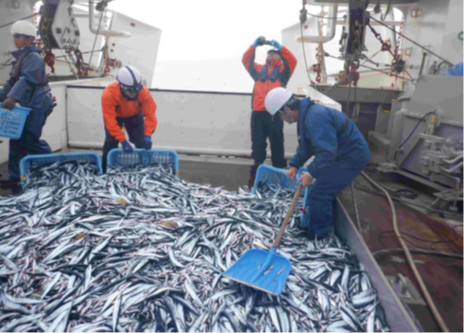 大量に採集されたサンマ