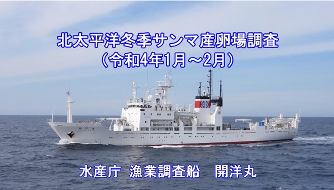 北西太平洋冬期サンマ産卵場調査について