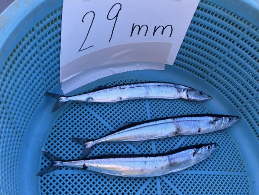 漁獲されたサンマ成魚