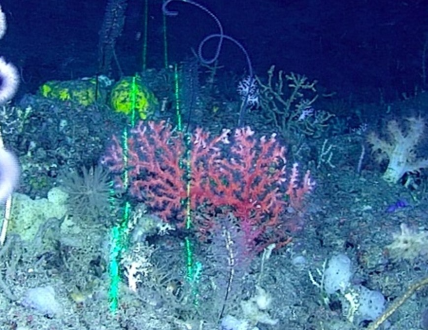 観察されたアカサンゴ