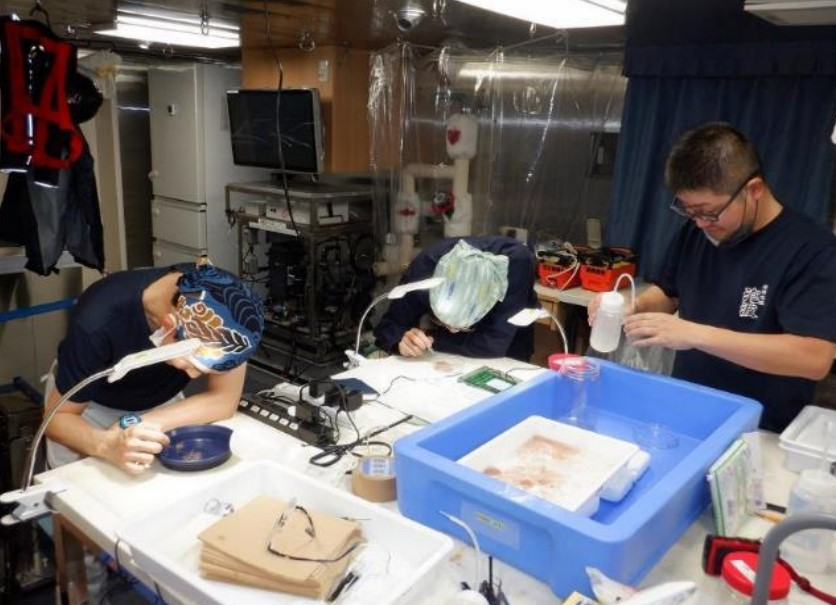 採集したまぐろ類仔稚魚の分類