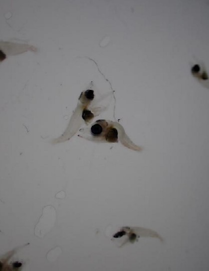 採集したクロマグロ仔魚