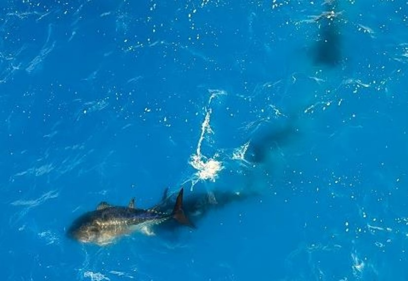 調査中に観察されたクロマグロの産卵行動