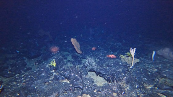 推古海山で観察されたサンゴ類